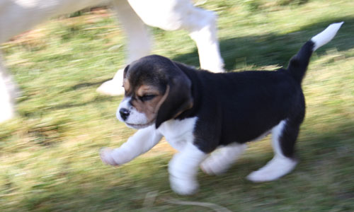 Welpe Beagle